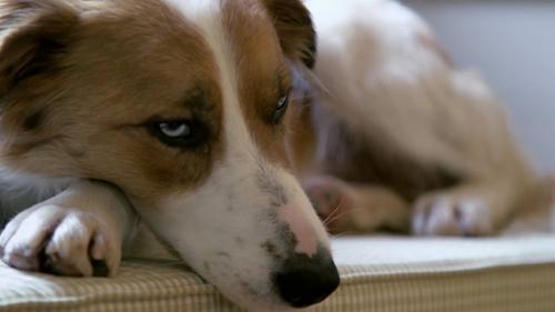 My Welsh Sheepdog - Doggy DNA and Puppy Love